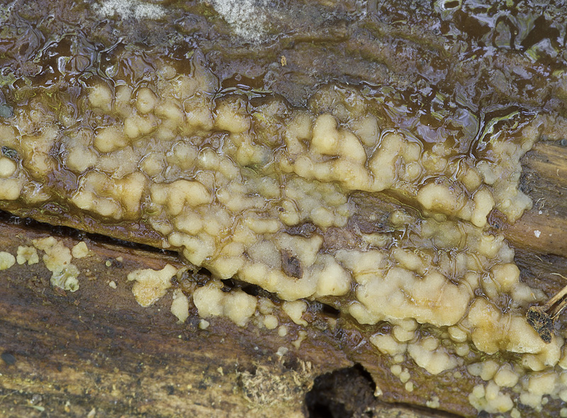 Achroomyces effusus